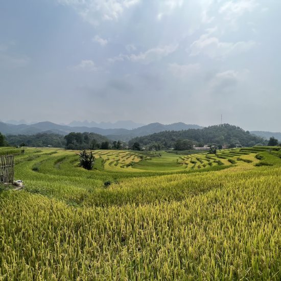 terrace field in Hoang Su Phi