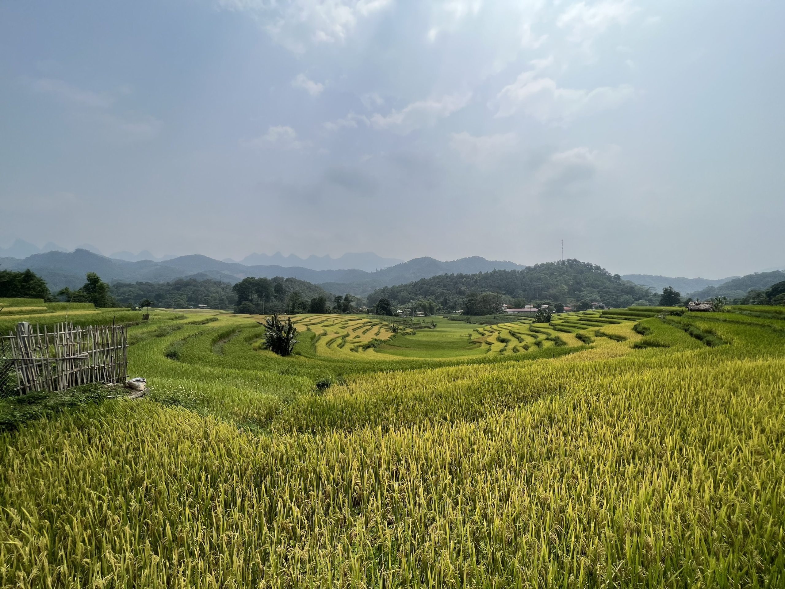 terrace field in Hoang Su Phi