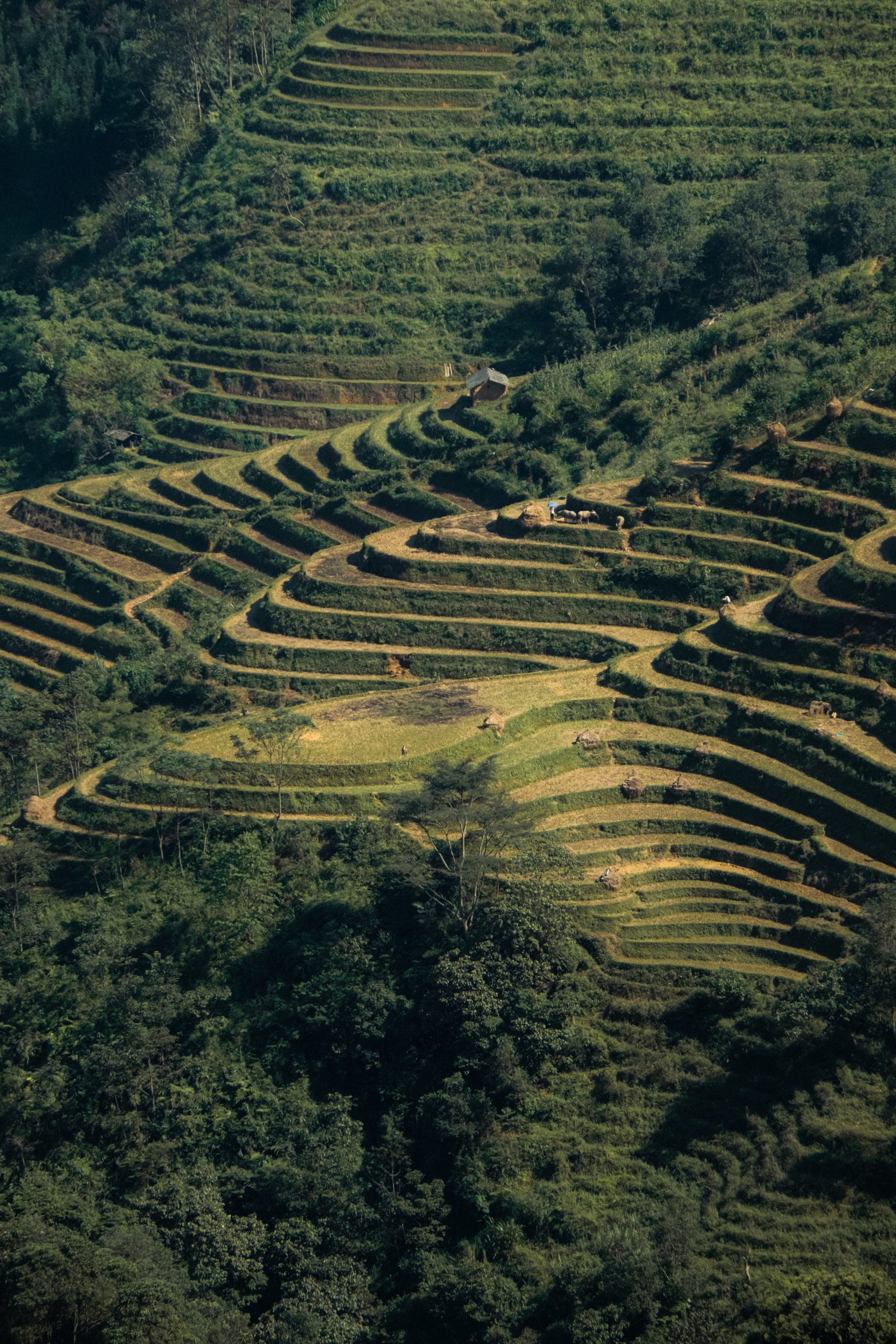 terrace field ha giang loop
